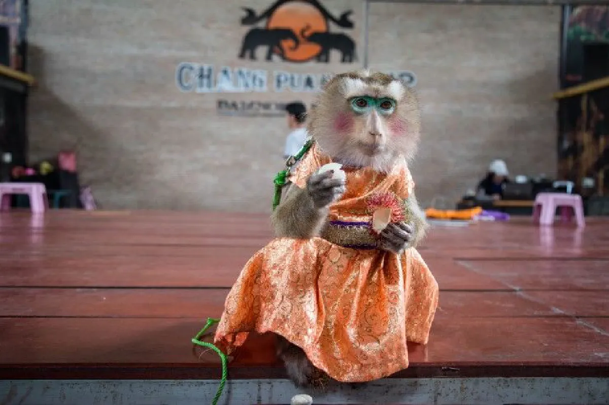 "ขอสืบทอดมรดกชิ้นนี้จนวันตาย" 42ปีละครลิง "ประกิตศิษย์พระกาฬ" ท่ามกลางความเปลี่ยนแปลง