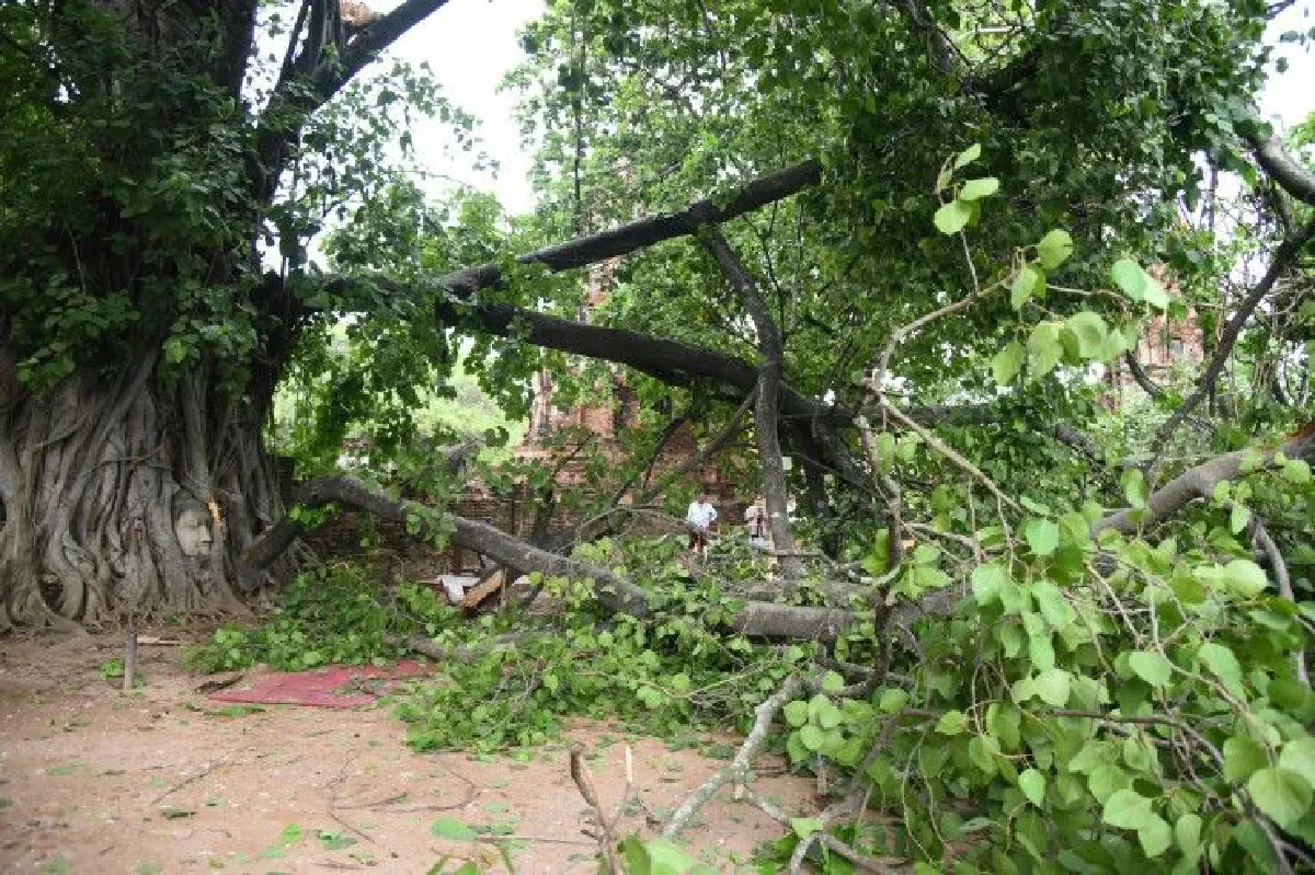 พายุฝนพัดกิ่งโพธิ์หัก หวิดทำเศียรพระพุทธรูปในวัดมหาธาตุเสียหาย