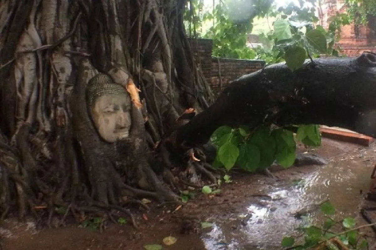 พายุฝนพัดกิ่งโพธิ์หัก หวิดทำเศียรพระพุทธรูปในวัดมหาธาตุเสียหาย