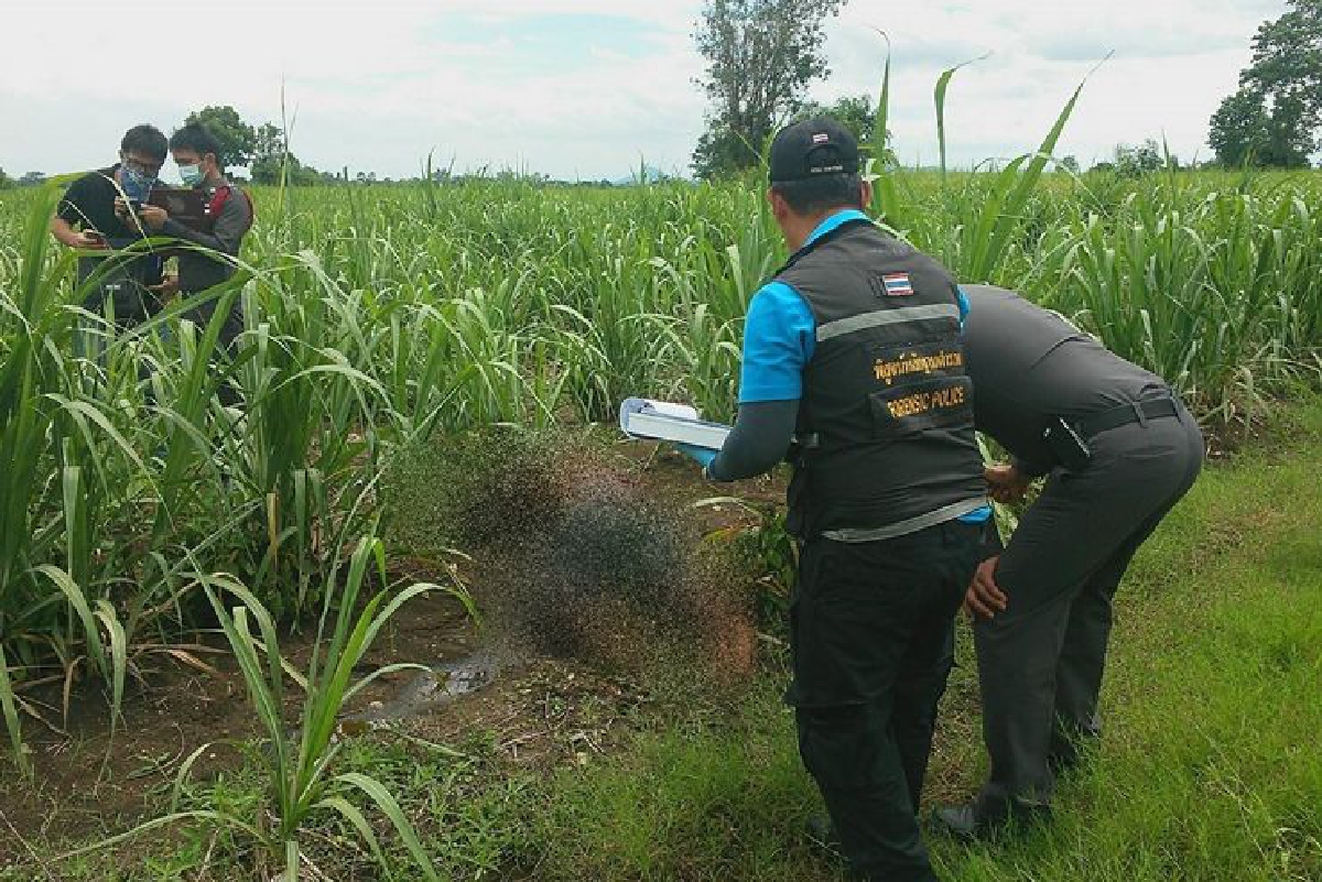 พบศพชายนิรนามถูกฆ่าทิ้งป่าอ้อย พบศพชายนิรนามถูกฆ่าทิ้งป่าอ้อย