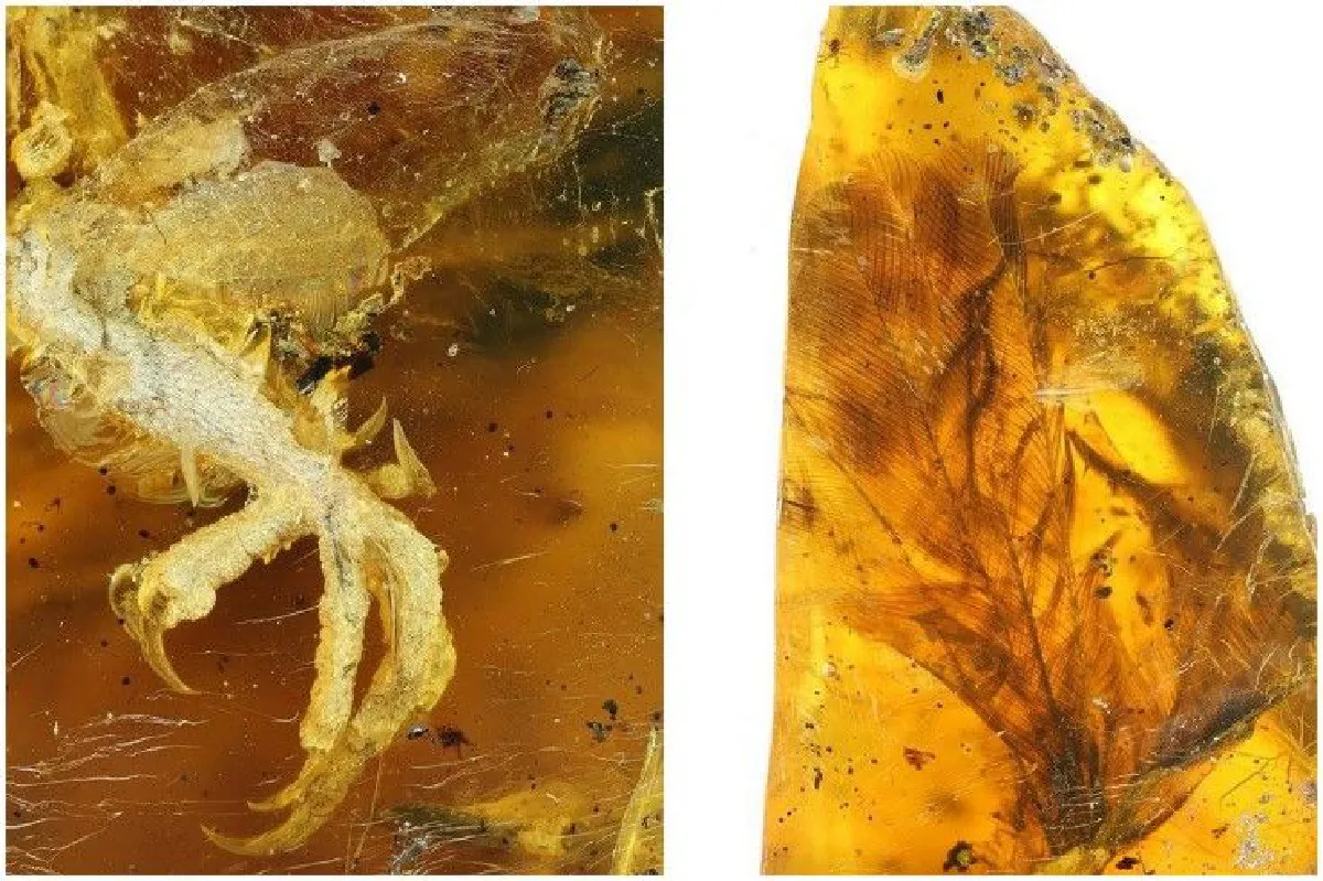 สุดสมบูรณ์! ค้นพบตัวอ่อนสัตว์ปีกดึกดำบรรพ์ถูกเก็บรักษาในอำพัน