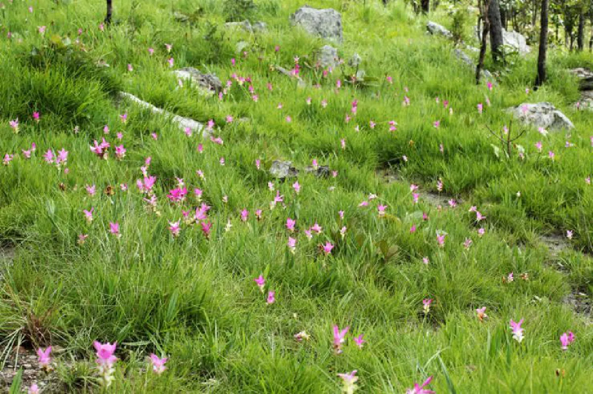 หลงรักหน้าฝน ท้าเที่ยวกรีนซีซั่น