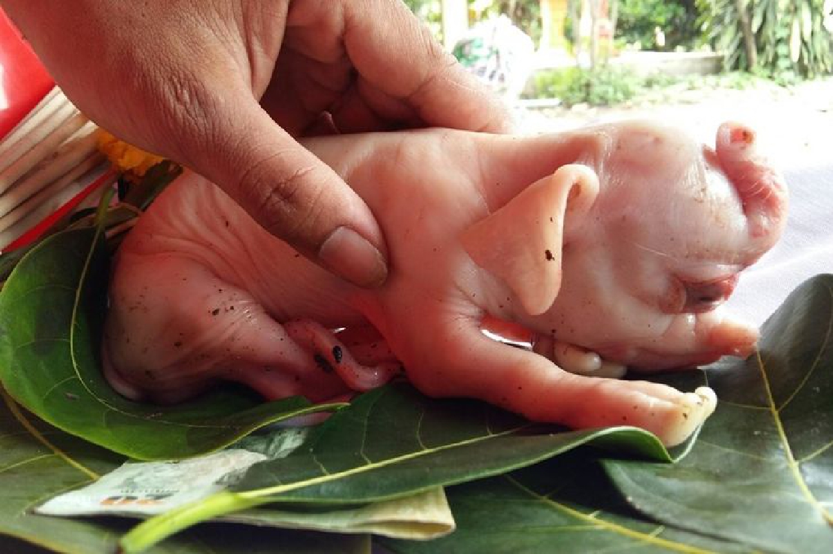 พบลูกหมูประหลาดหน้าตาคล้ายช้าง พบลูกหมูประหลาดหน้าตาคล้ายช้าง