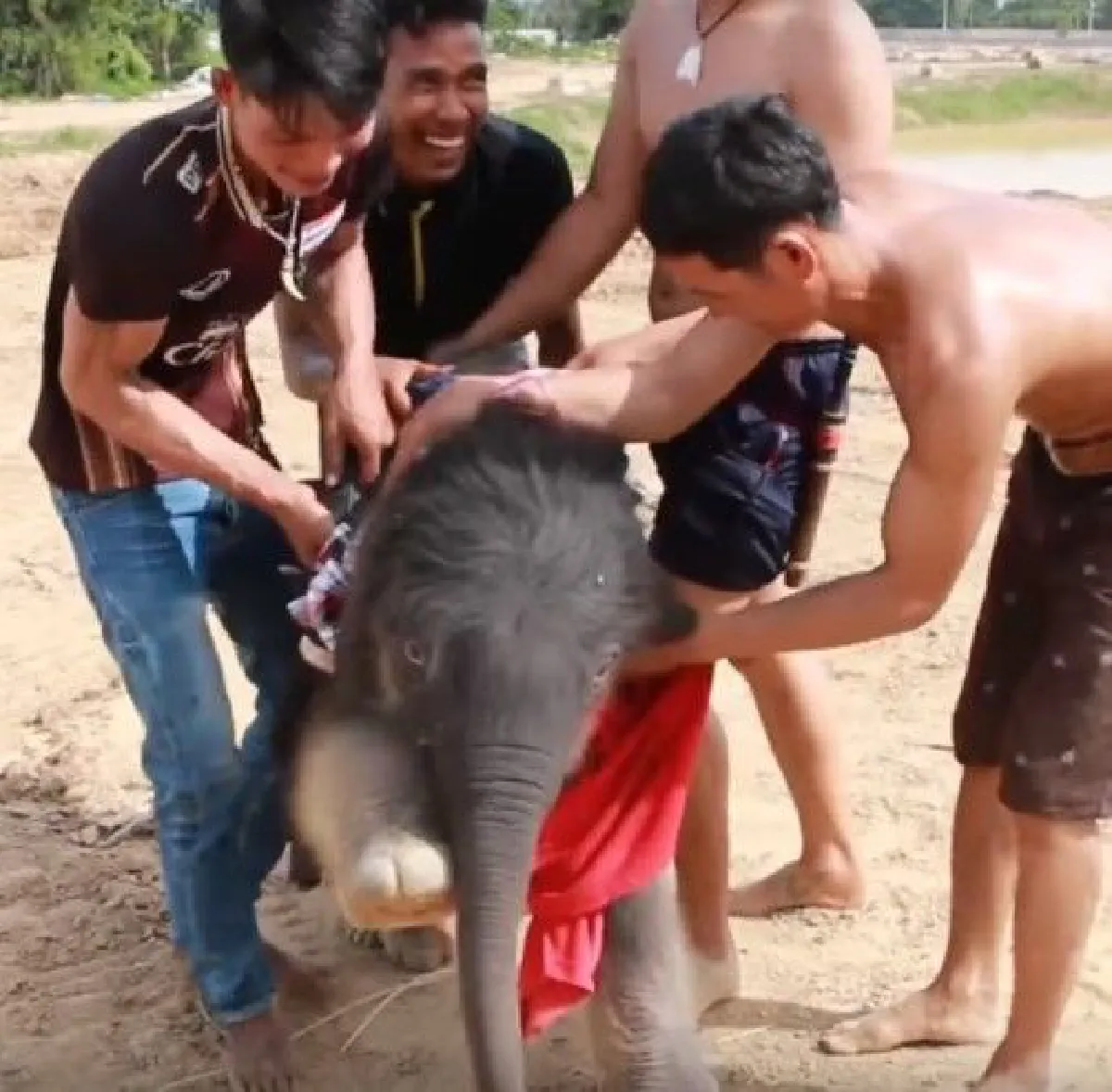 รวมภาพวินาที "พังเมย์" ช้างสวนนงนุชพัทยาตกลูก