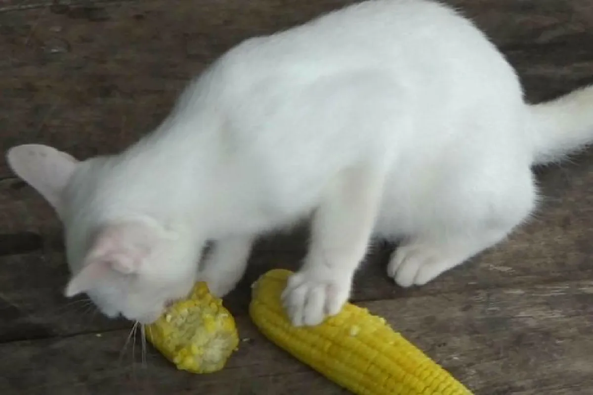 พบแมวเพศผู้อายุ4เดือนตาสองสีชอบกินข้าวโพด