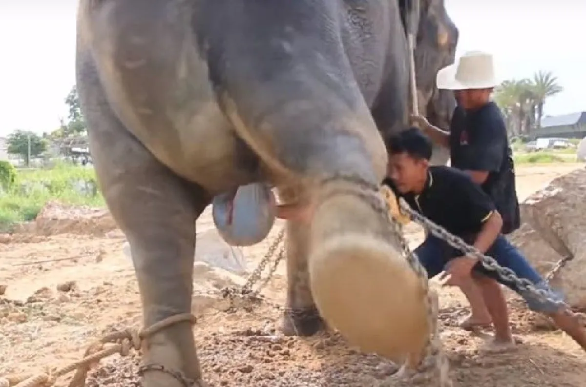 รวมภาพวินาที "พังเมย์" ช้างสวนนงนุชพัทยาตกลูก