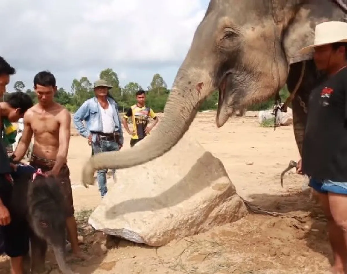 รวมภาพวินาที "พังเมย์" ช้างสวนนงนุชพัทยาตกลูก