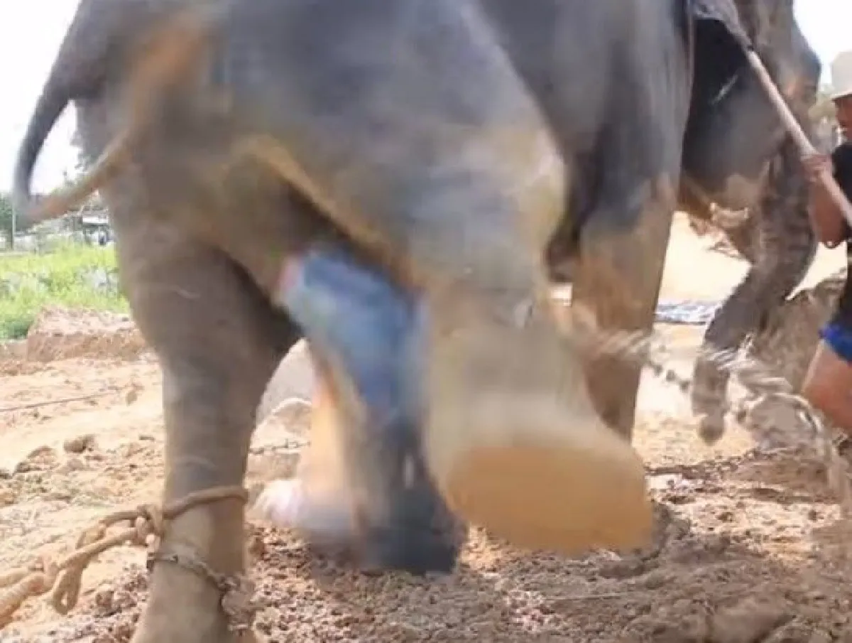 รวมภาพวินาที "พังเมย์" ช้างสวนนงนุชพัทยาตกลูก