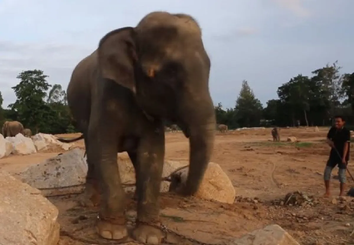 รวมภาพวินาที "พังเมย์" ช้างสวนนงนุชพัทยาตกลูก