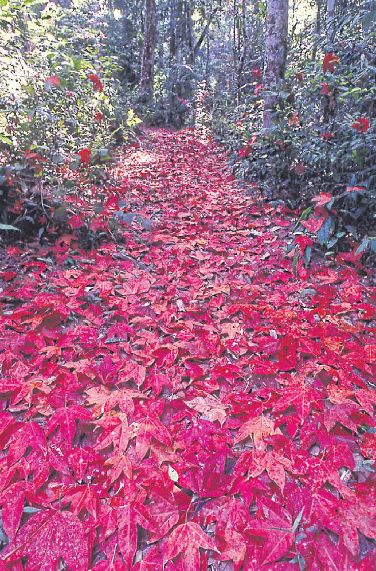 ภูกระดึง ภูงามกับความทรงจำ