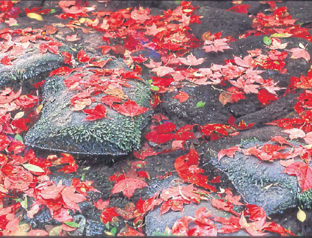 ภูกระดึง ภูงามกับความทรงจำ