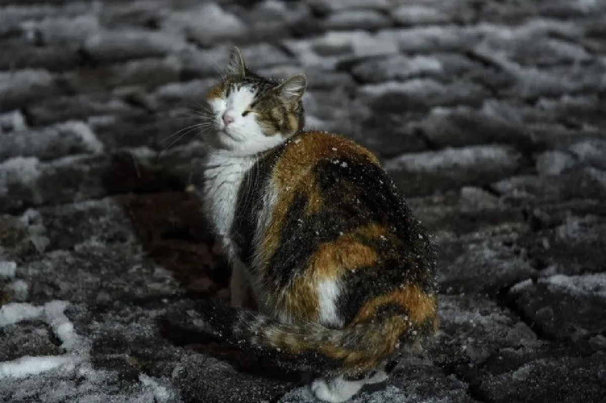 ที่แท้แมวเข้าหามนุษย์ ช่วยจับหนูอุ้มชูเกษตร