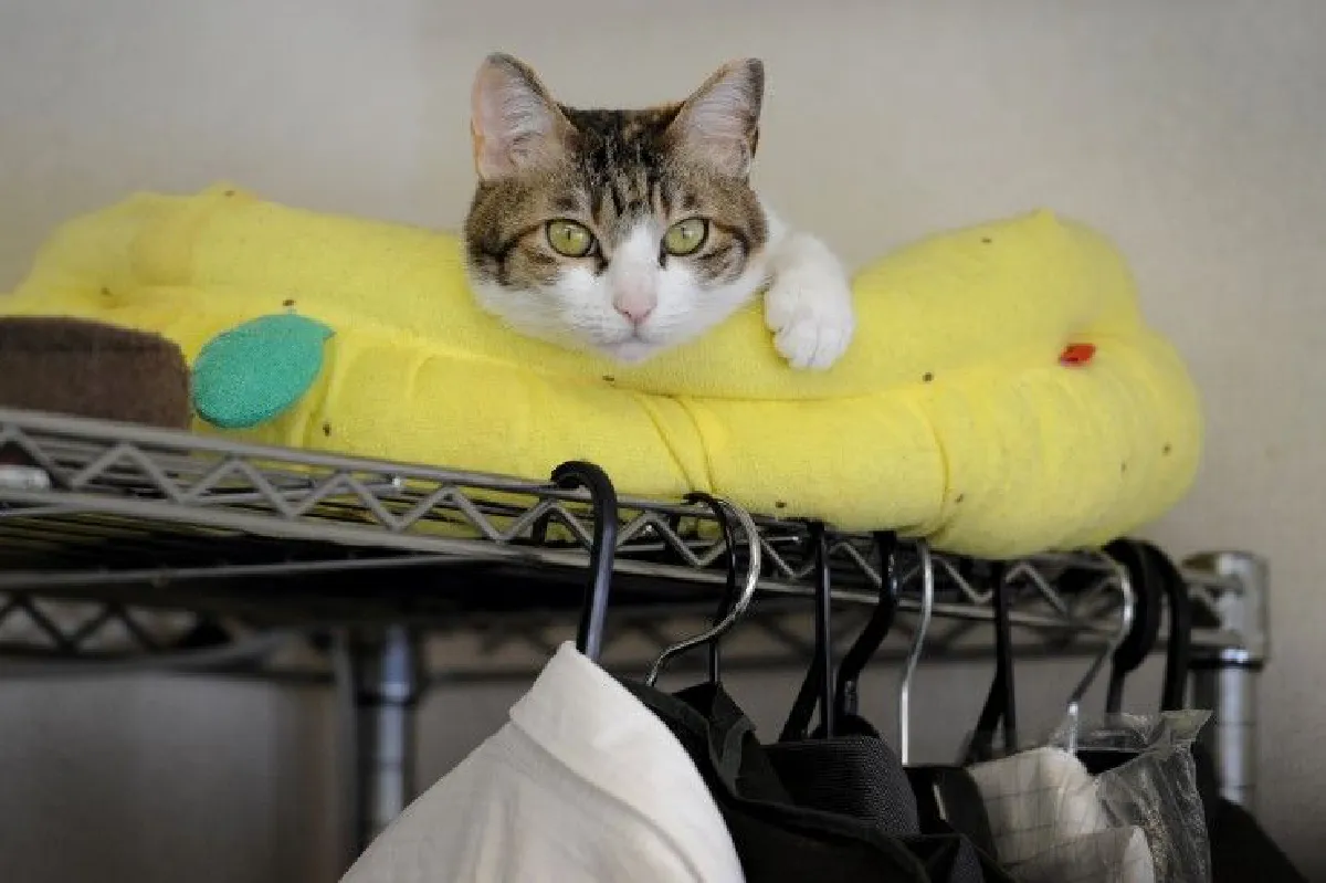 ที่แท้แมวเข้าหามนุษย์ ช่วยจับหนูอุ้มชูเกษตร