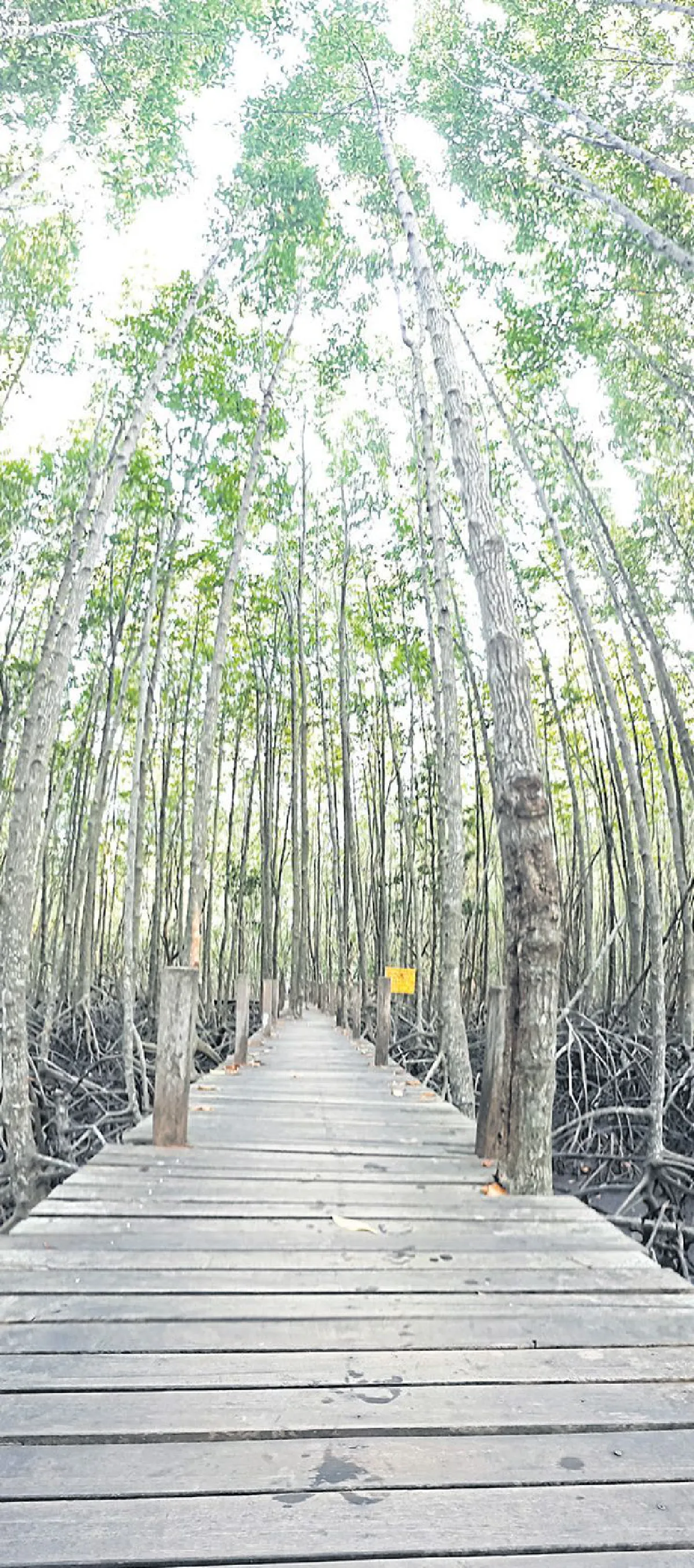 ไป ระยอง เดินชมทุ่งโปรงทอง