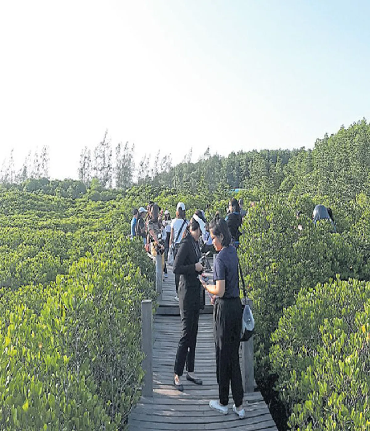 ไป ระยอง เดินชมทุ่งโปรงทอง