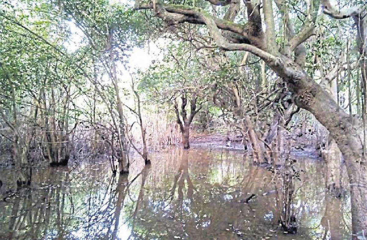 กระบวนการพรากสิทธิ กรณีป่าชุมชนบุญเรือง กระบวนการพรากสิทธิ กรณีป่าชุมชนบุญเรือง
