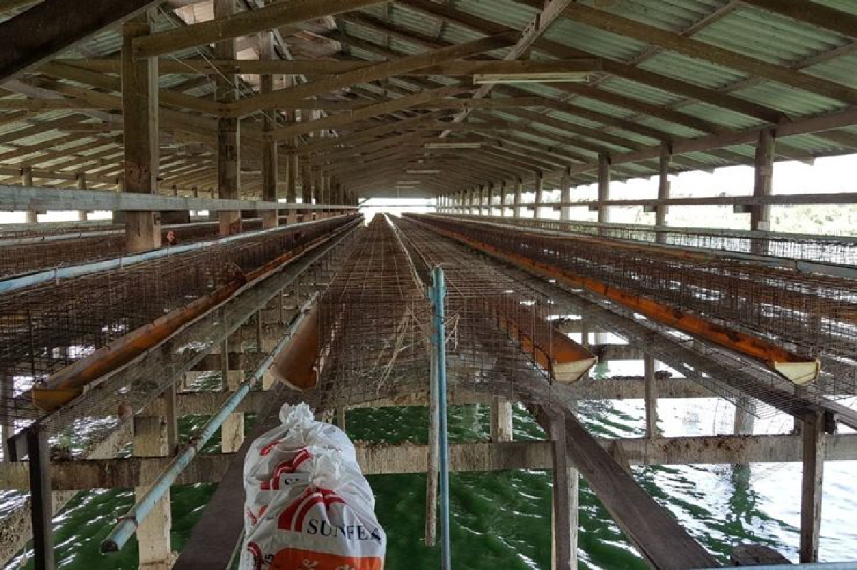 โรคอหิวาต์ไก่คร่าสัตว์ปีกตายนับหมื่นตัว โรคอหิวาต์ไก่คร่าสัตว์ปีกตายนับหมื่นตัว