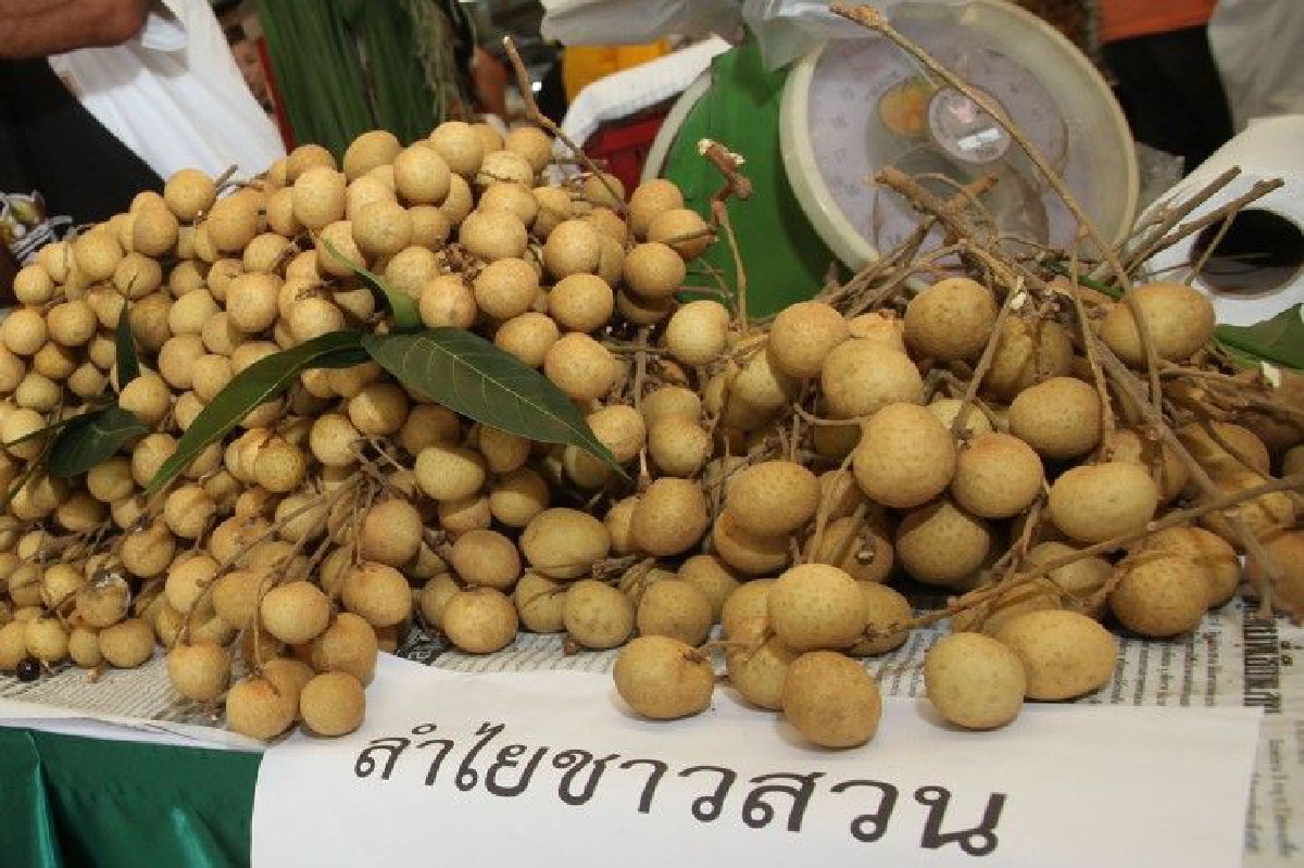 "ล้งไทย"เหมาซื้อลำไย ส่งออกต่างประเทศ "ล้งไทย"เหมาซื้อลำไย ส่งออกต่างประเทศ