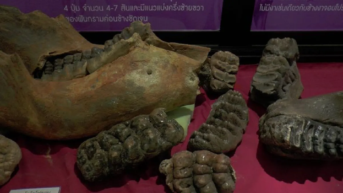 โคราชเตรียมโชว์ฟอสซิลพันธุ์ใหม่ของโลก