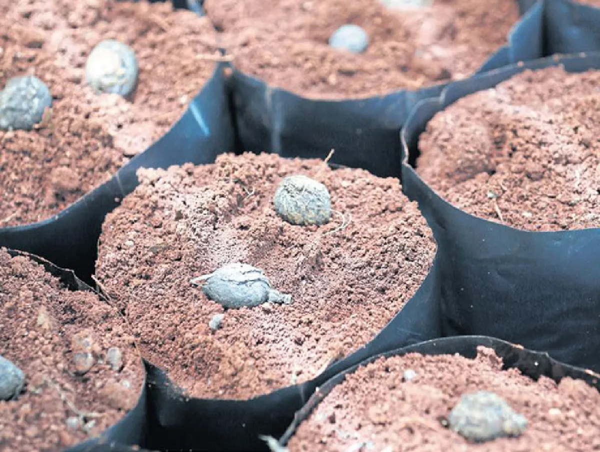 ทับลาน ประทับใจ