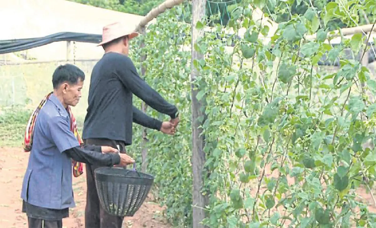 เปลี่ยนนาข้าวปลูกดอกขจร พลิกนา 6 ไร่ให้ได้เงินล้าน