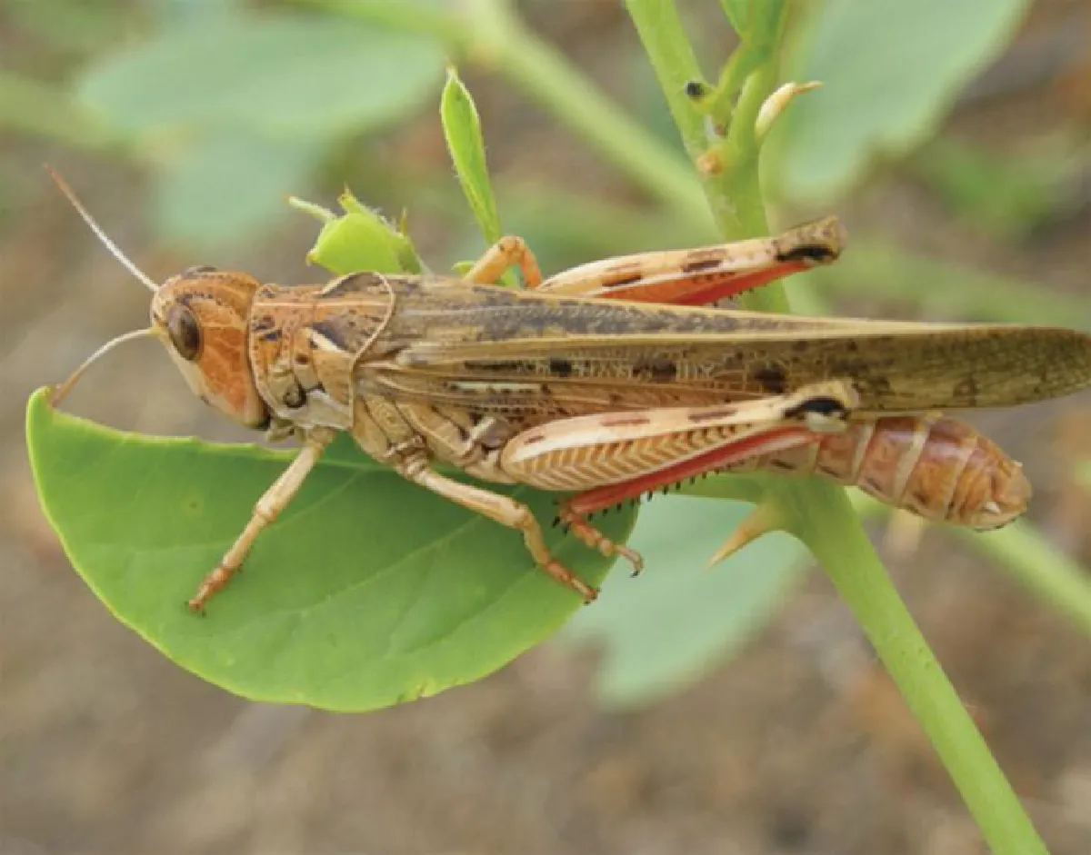 แปลงร่างหุ่นยนต์ เป็นจักรกล มีชีวิต