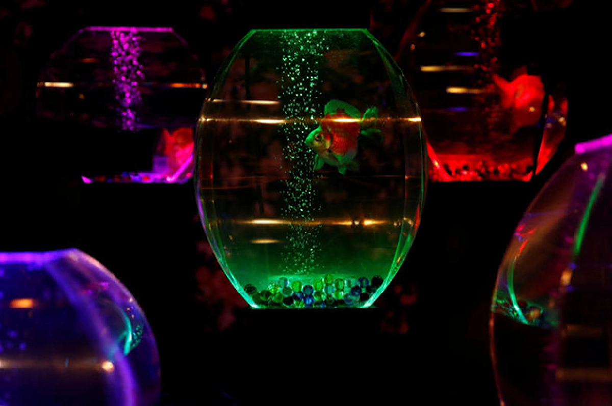 Thousands of goldfish bring Tokyo art exhibit to life