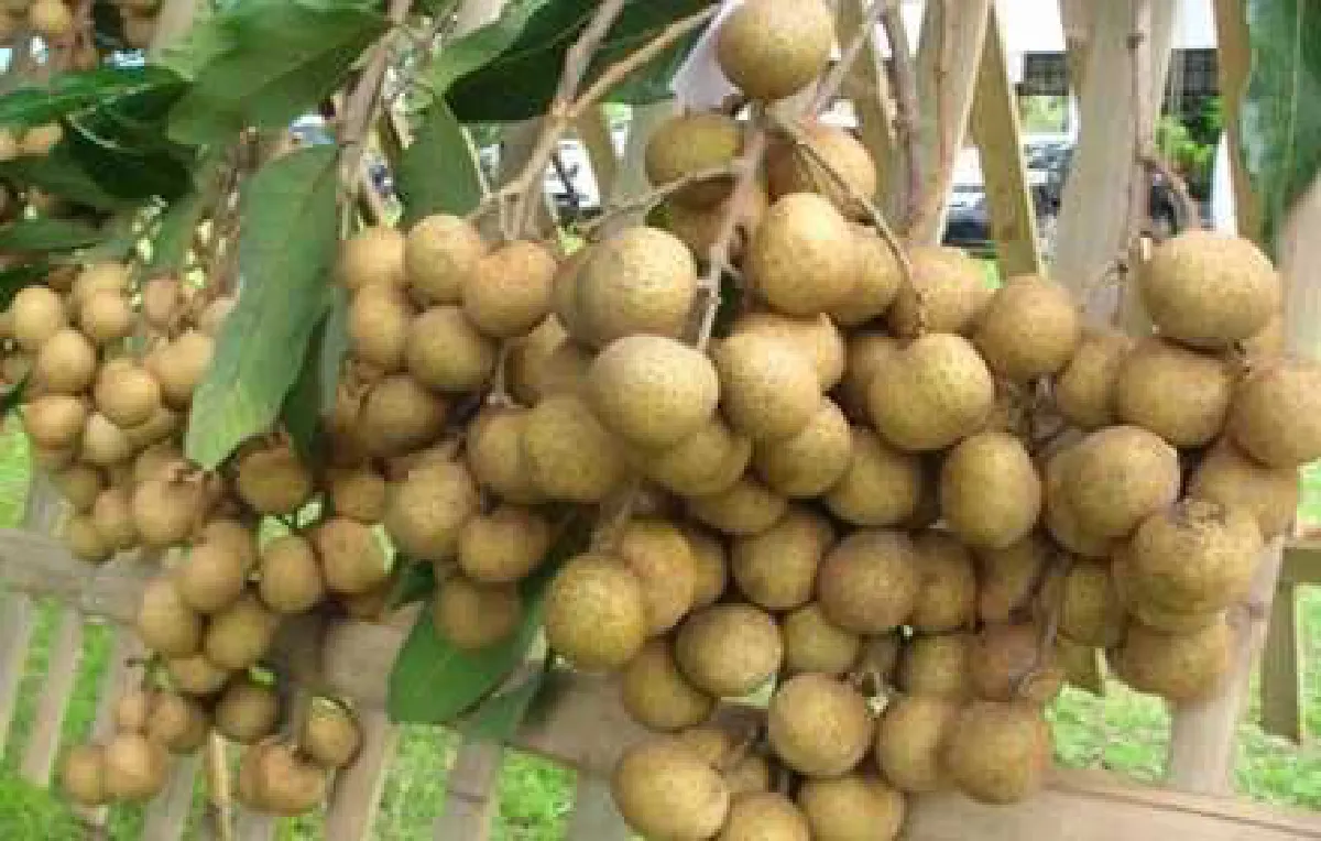 พาณิชย์ขึ้นทะเบียนสินค้า "จีไอ" เพิ่ม 3 รายการ