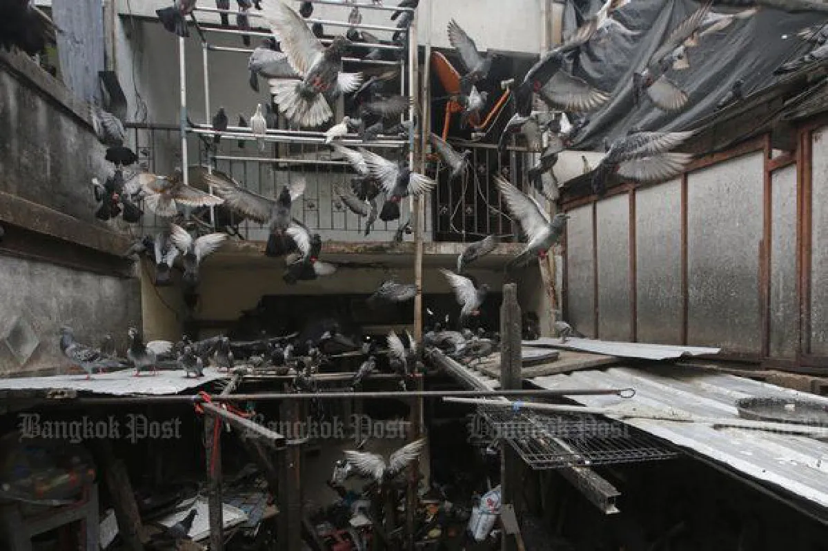 Neighbours angry at 'crazy' pigeon feeder