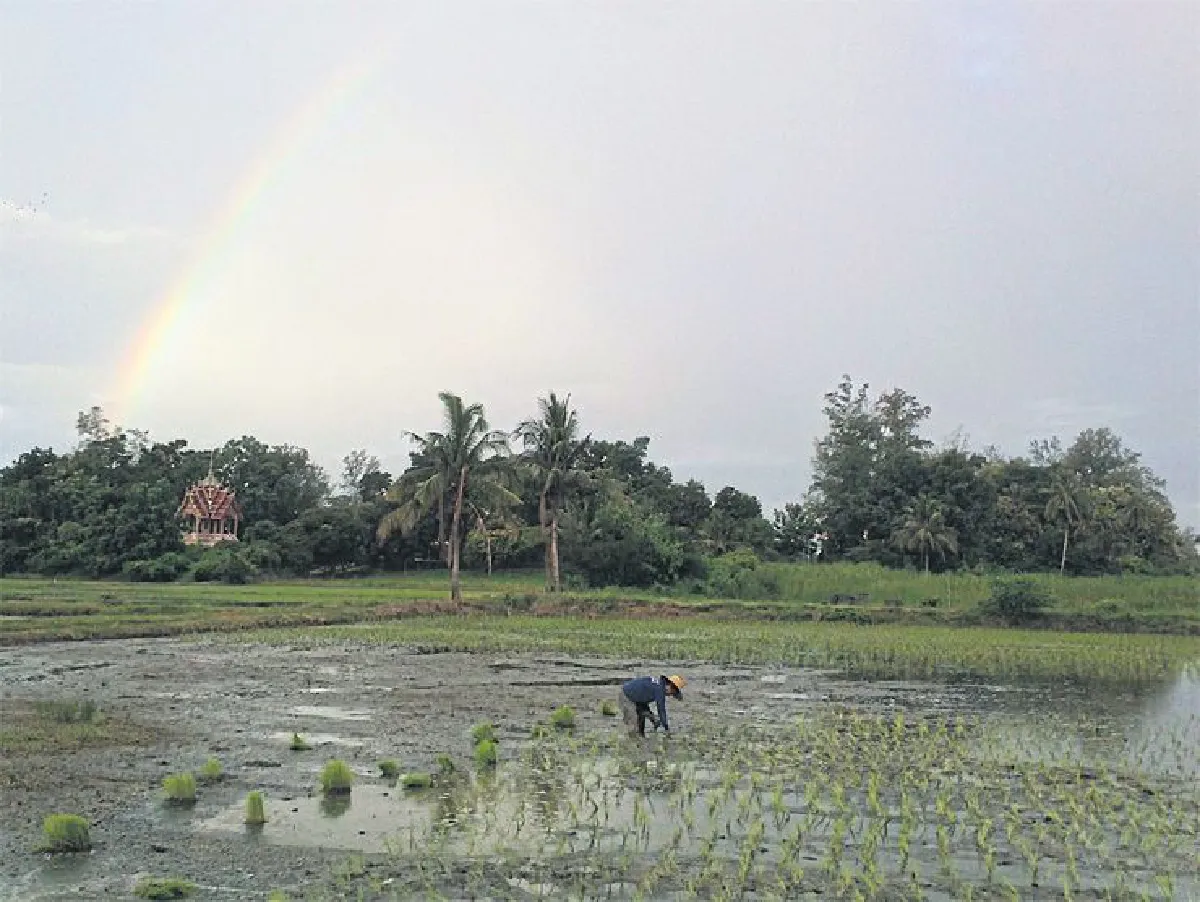เกษตรอินทรีย์มีความหมาย มณีกาญจน์ บุญส่ง