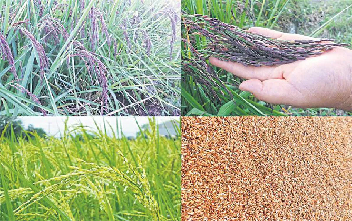 เกษตรอินทรีย์มีความหมาย มณีกาญจน์ บุญส่ง