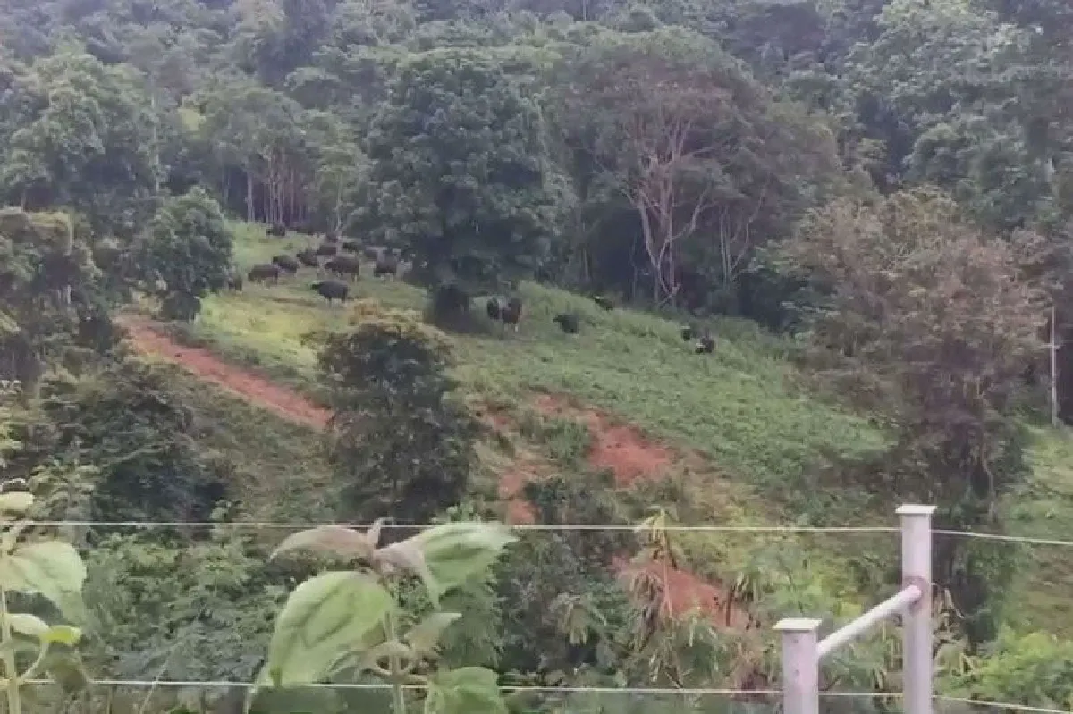 นักท่องเที่ยวตื่นตา ฝูงกระทิงเขาแผงม้าออกมาอวดโฉมกว่า50ตัว