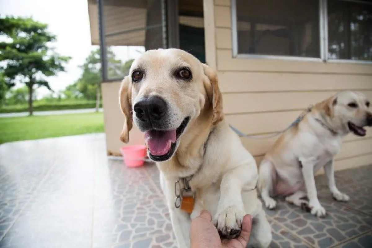 บัดดี้-ฮันนี่ "สุนัขบำบัด" ยาใจชั้นดีของผู้ป่วยมะเร็ง