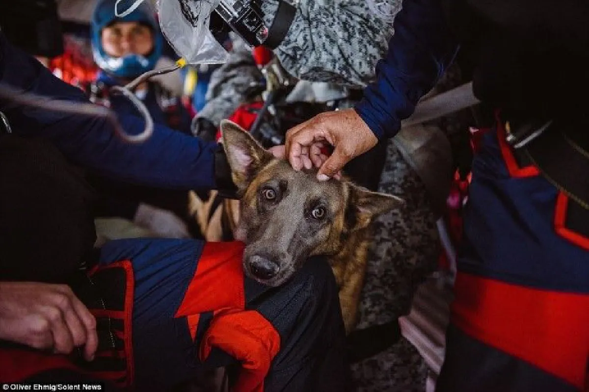 โคลัมเบียพาน้องหมาเหินฟ้าฝึกโดดร่ม