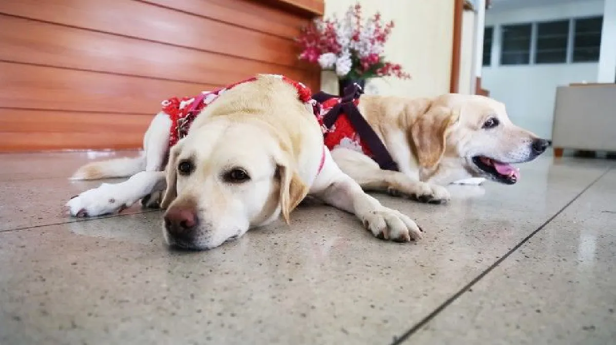 บัดดี้-ฮันนี่ "สุนัขบำบัด" ยาใจชั้นดีของผู้ป่วยมะเร็ง