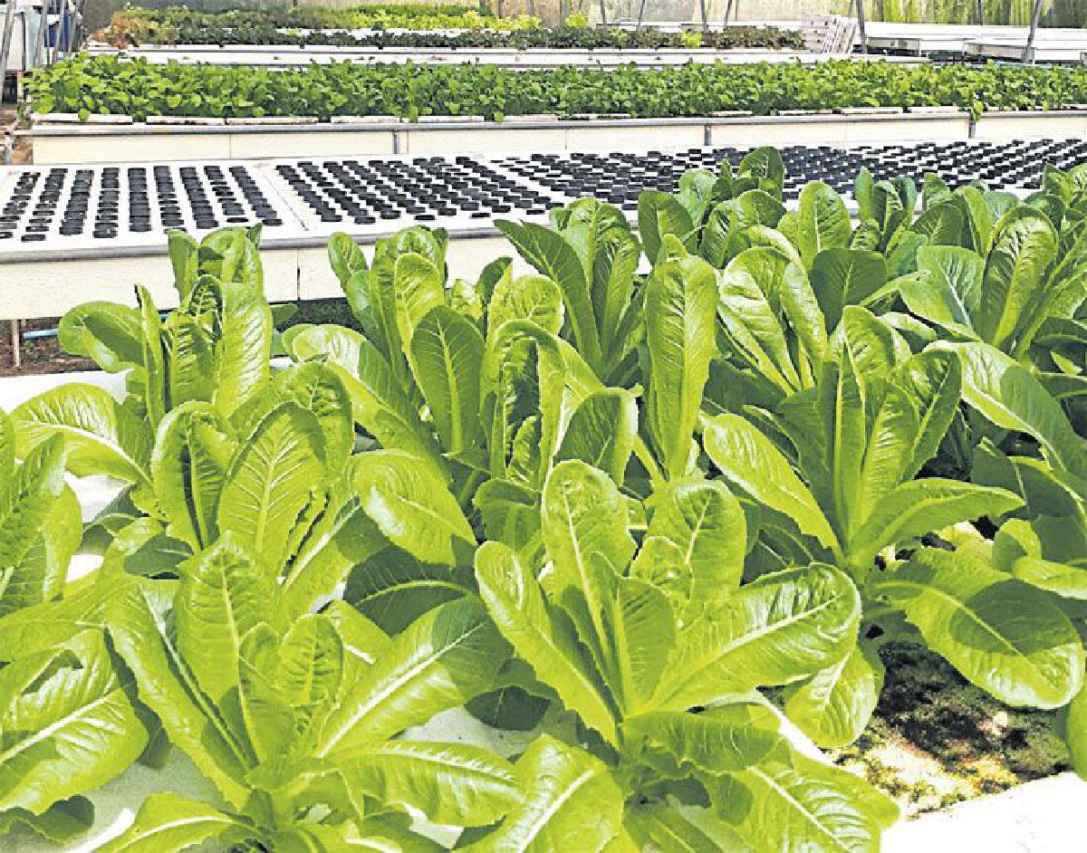 ‘ประถมชัยฟาร์ม’ สืบทอดฟาร์มพอเพียง ‘ประถมชัยฟาร์ม’ สืบทอดฟาร์มพอเพียง