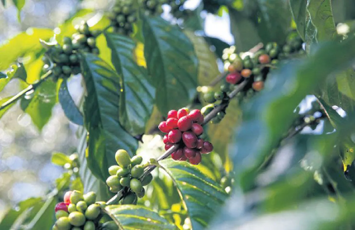 ตามรอย ‘4 ธรรม’ (แนวใหม่) จากสุราษฎร์ฯ ถึงชุมพร