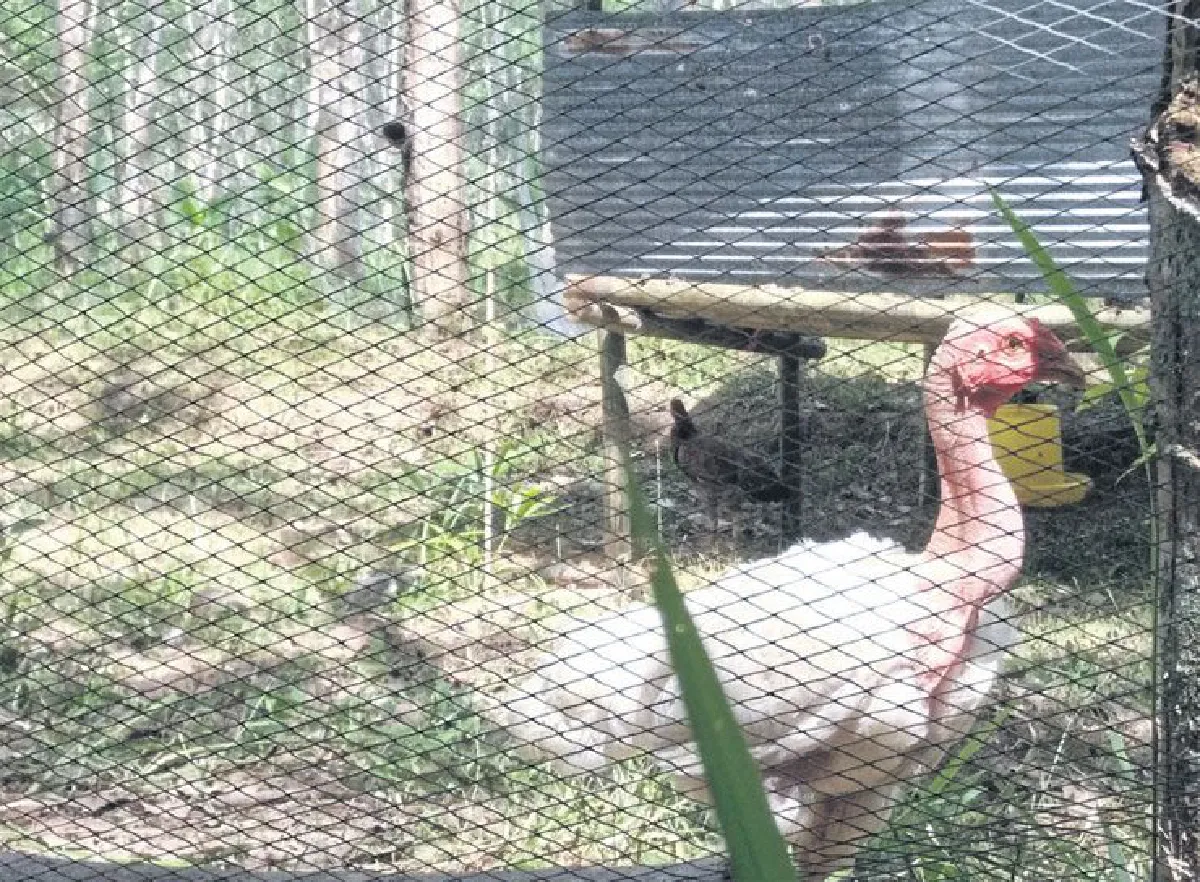 เกษตรคนเมืองบ้านภูลิตา เดินตามศาสตร์พระราชา