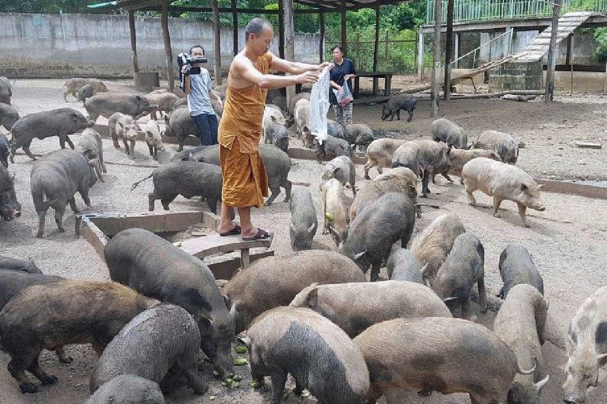 ผู้ว่าฯสั่งช่วยเหลือ สำนักสงฆ์เพชรบูรณ์ต้องรับภาระเลี้ยงหมูป่ากว่า600ตัว ผู้ว่าฯสั่งช่วยเหลือ สำนักสงฆ์เพชรบูรณ์ต้องรับภาระเลี้ยงหมูป่ากว่า600ตัว