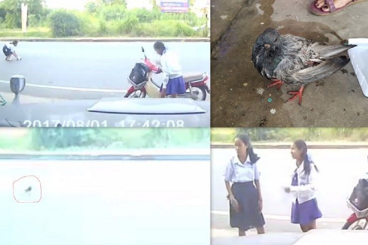 ชื่นชมนักเรียนหญิงจอดรถช่วยนกบาดเจ็บกลางถนน ชื่นชมนักเรียนหญิงจอดรถช่วยนกบาดเจ็บกลางถนน