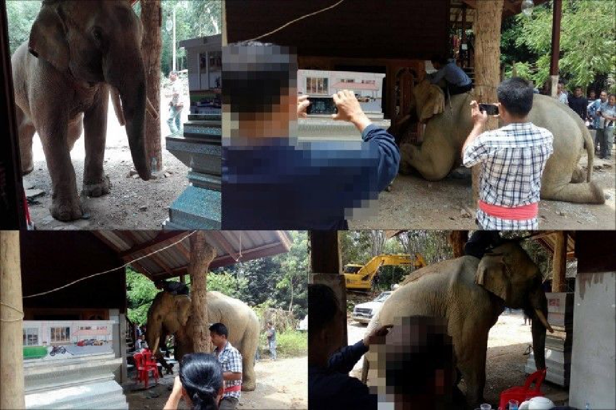 ซึ้งใจ ช้างใช้งวงถอนโซ่จากหลัก เพื่อมาเคารพศพควาญครั้งสุดท้าย ซึ้งใจ ช้างใช้งวงถอนโซ่จากหลัก เพื่อมาเคารพศพควาญครั้งสุดท้าย