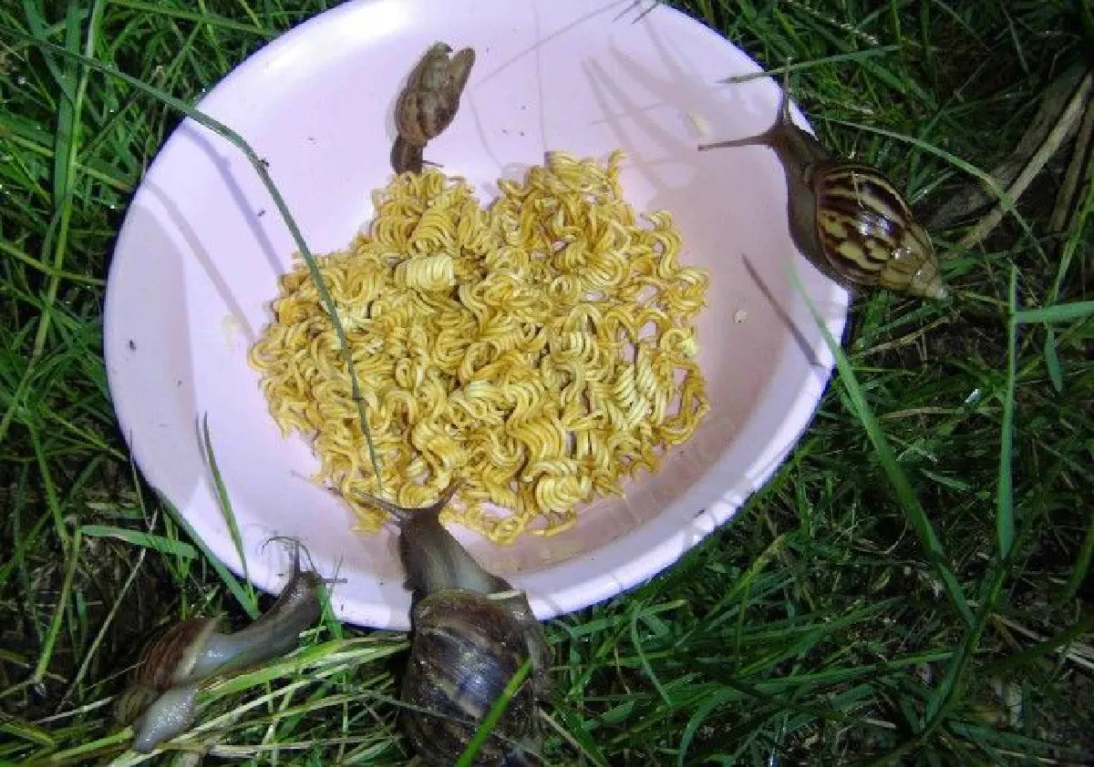 หนุ่มลำปางเจอเรื่องแปลก "หอยทาก" ยกขบวนมากินบะหมี่กึ่งสำเร็จรูป