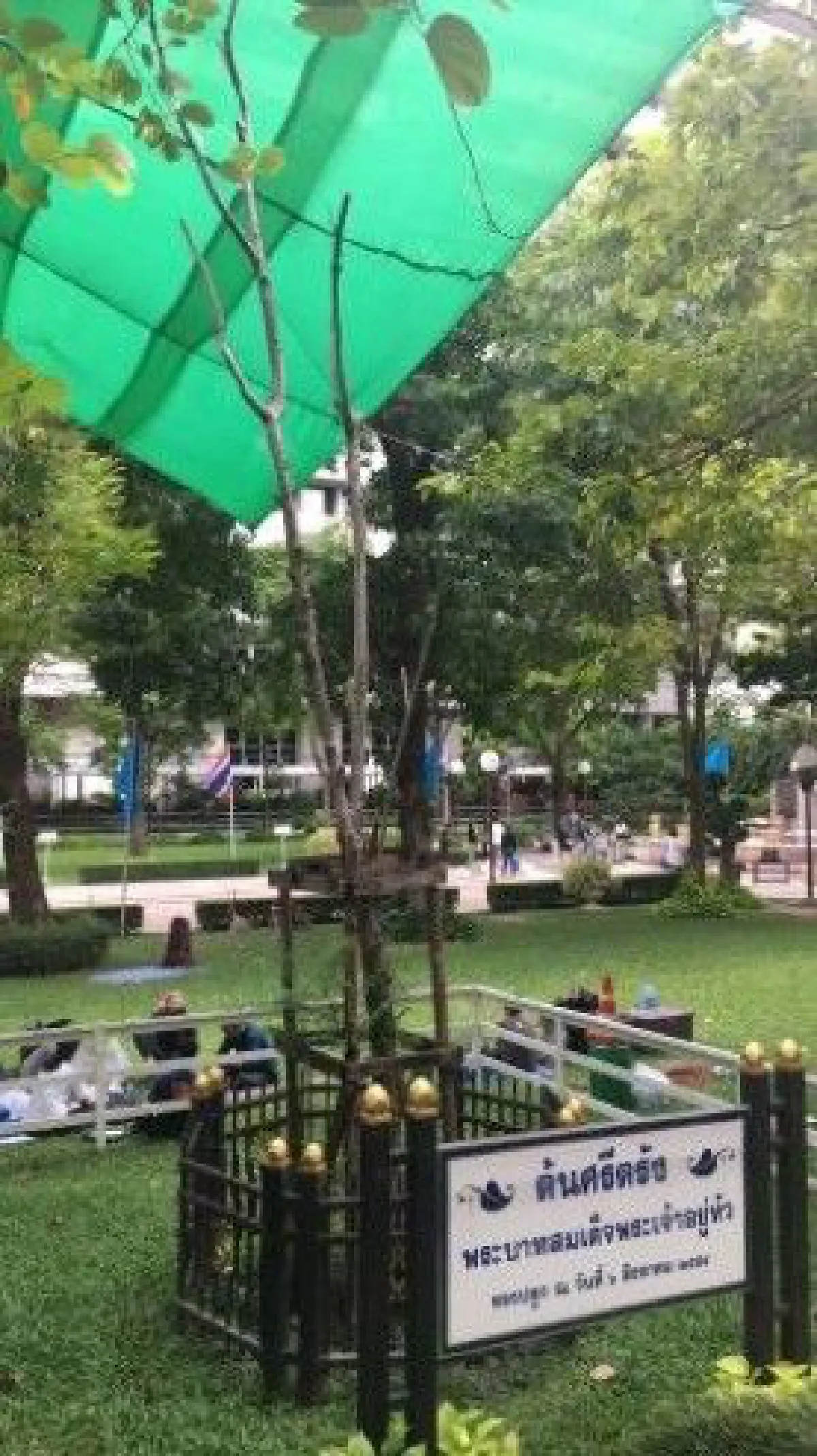 "ต้นศรีตรัง ต้นไม้ของพ่อ" ยังไม่ตาย แตกหน่อใหม่แล้ว