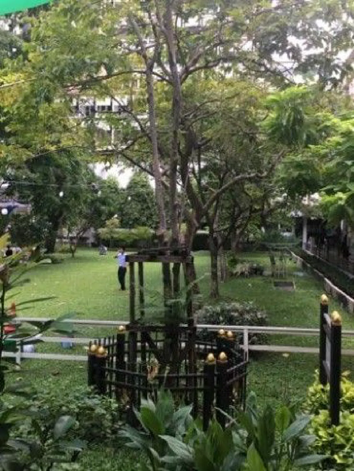 "ต้นศรีตรัง ต้นไม้ของพ่อ" ยังไม่ตาย แตกหน่อใหม่แล้ว