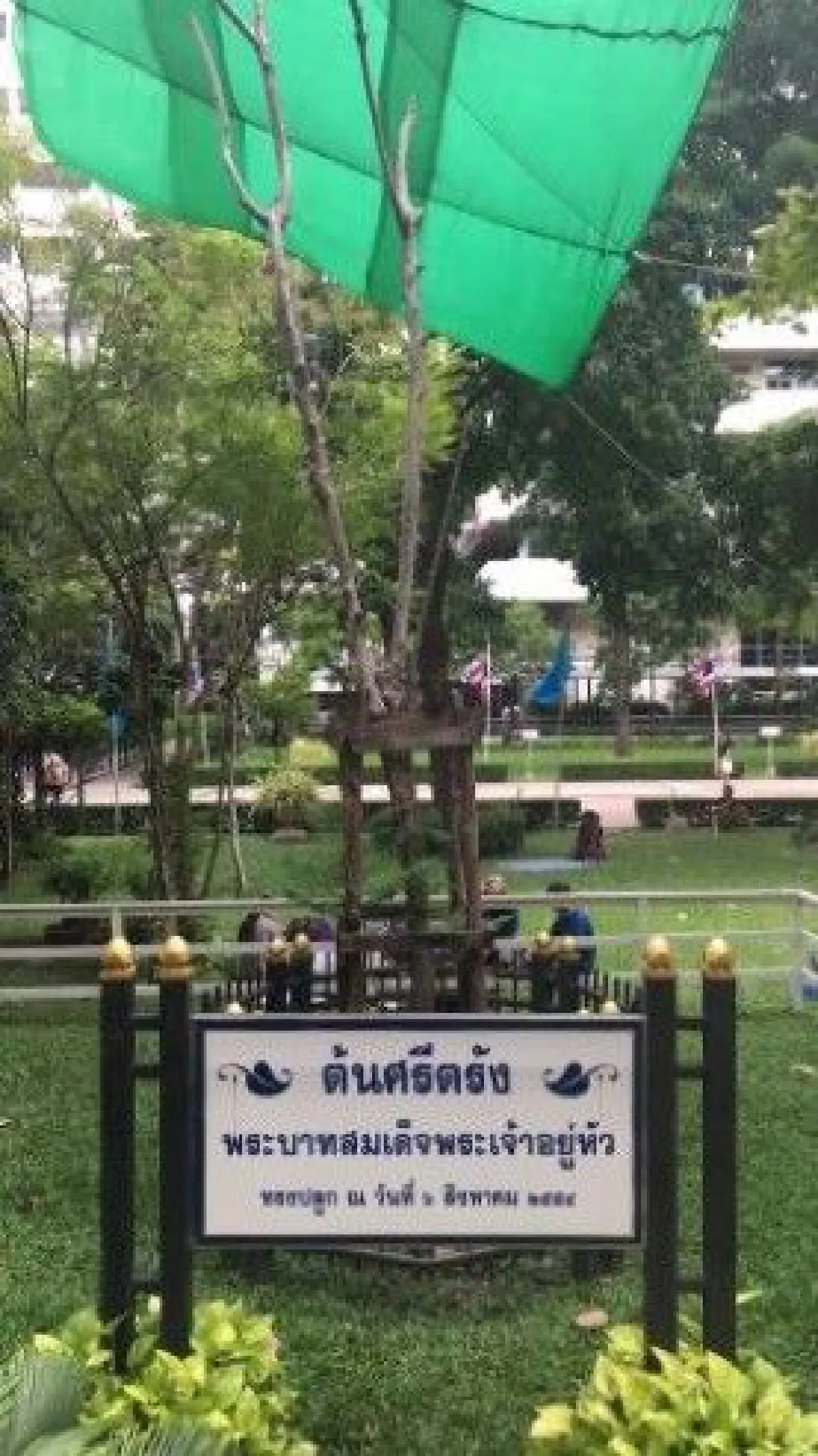 "ต้นศรีตรัง ต้นไม้ของพ่อ" ยังไม่ตาย แตกหน่อใหม่แล้ว