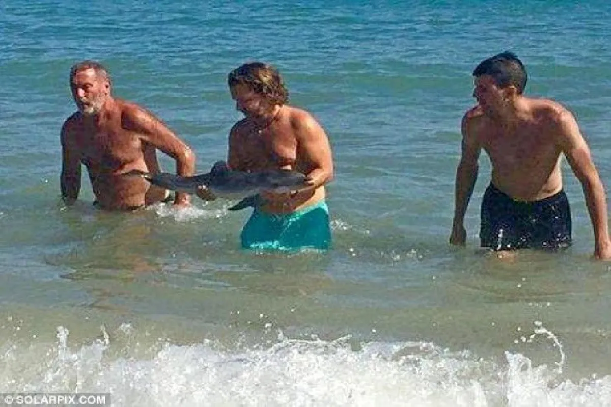 สุดสลด! มนุษย์ไร้สติ จับลูกโลมาเกยหาดถ่ายรูปจนตายคามือ