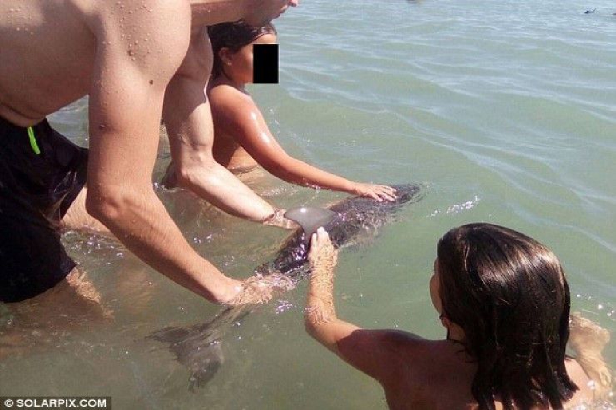 สุดสลด! มนุษย์ไร้สติ จับลูกโลมาเกยหาดถ่ายรูปจนตายคามือ สุดสลด! มนุษย์ไร้สติ จับลูกโลมาเกยหาดถ่ายรูปจนตายคามือ