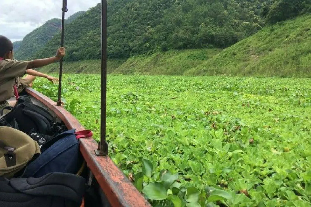 ครูเรือนแพเผยภาพผักตบขวางทางแน่น เด็กไปโรงเรียนสุดลำบาก