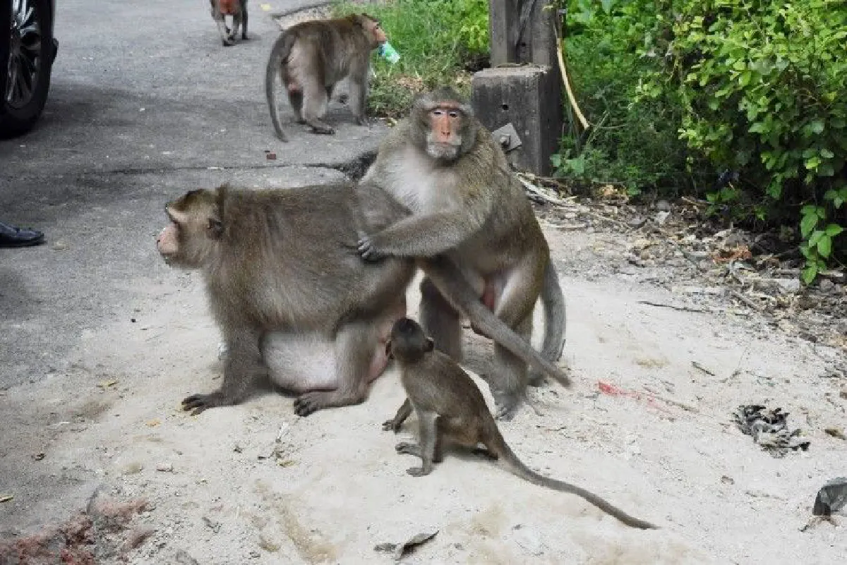 กรมอุทยานปล่อยลิงอ้วนกลับบ้าน เตรียมแผนคุมจำนวนลิงบางขุนเทียน
