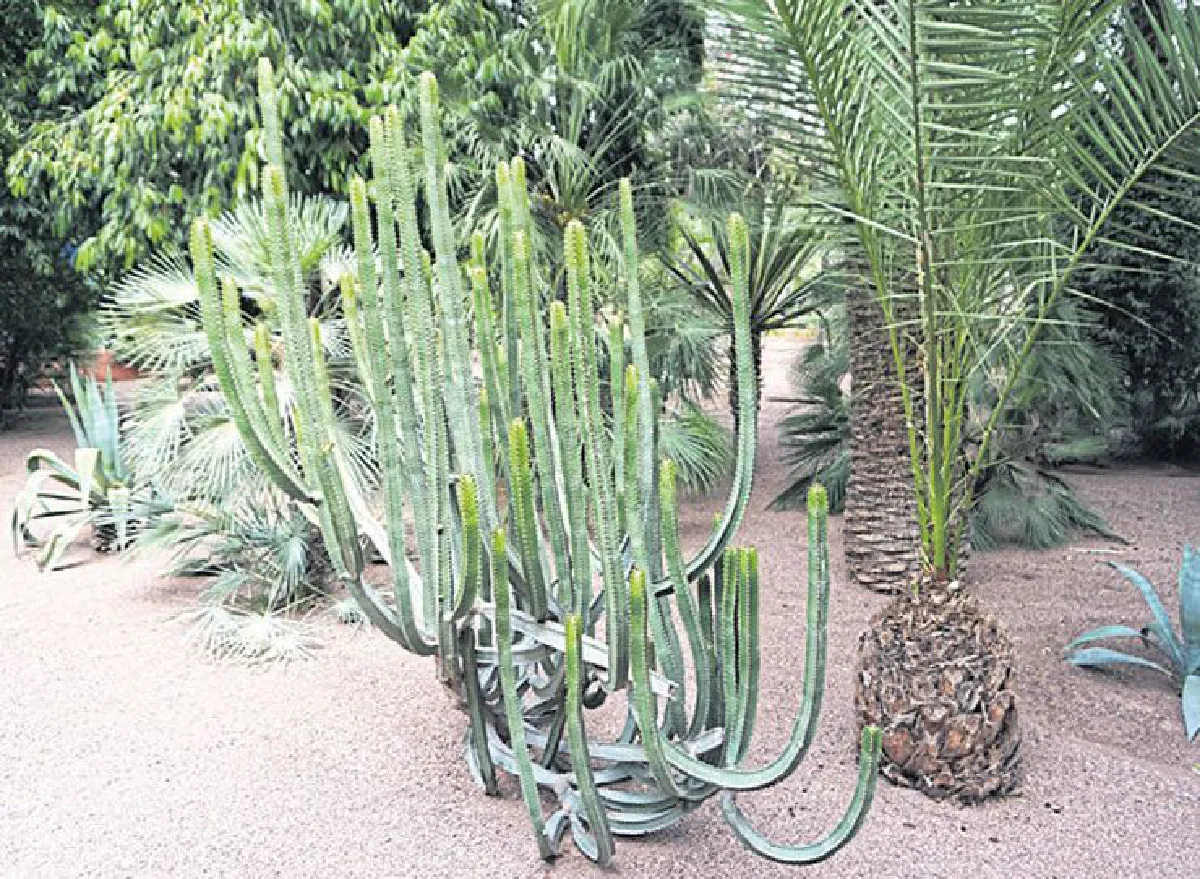 ฟ้าจรดทรายบนดินแดนในฝัน